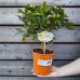 Citrus × microcarpa (Mandarínka) ´CALAMONDIN´ - kont. C1L, výška 20-30 cm - MINI KMIENOK